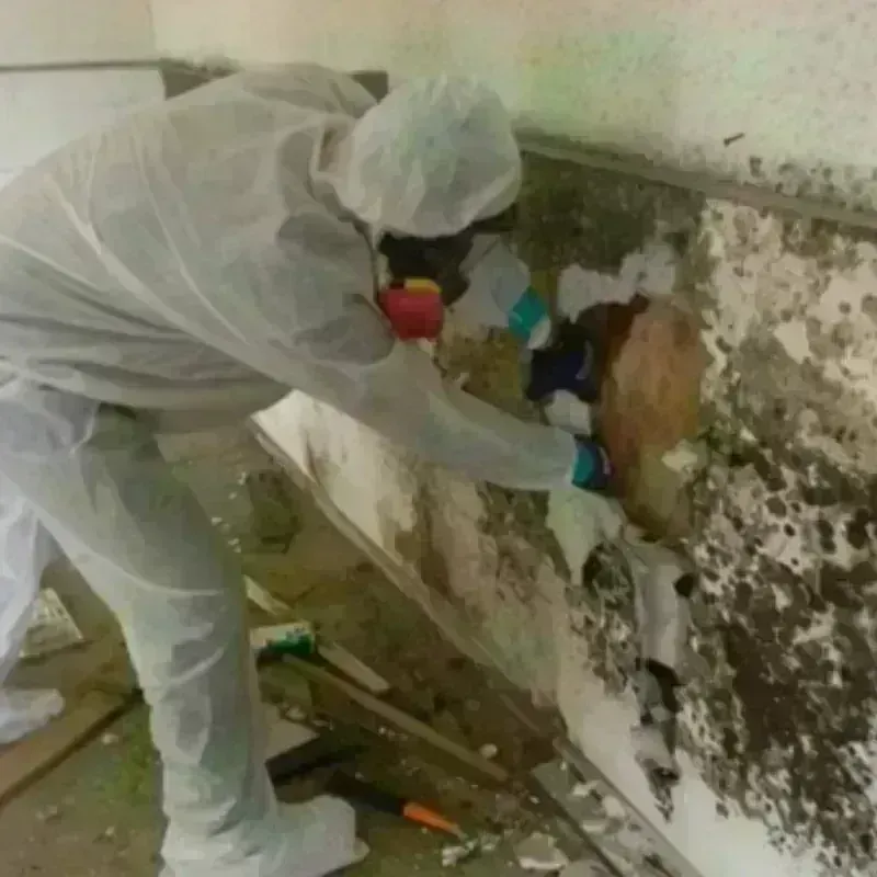 Mold Remediation and Removal in Houston County, GA